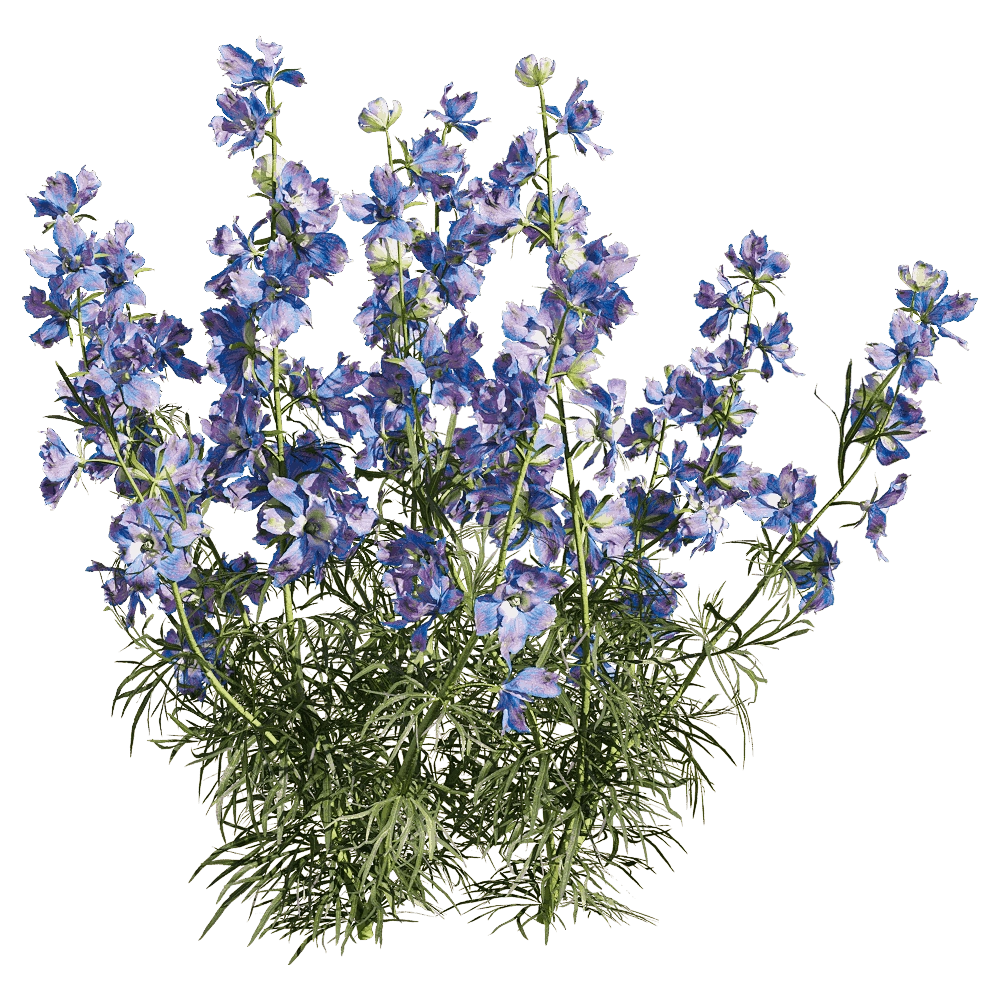 decoration – Consolida ajacis 3 3D Model decoration – Consolida ajacis 3 3D Model