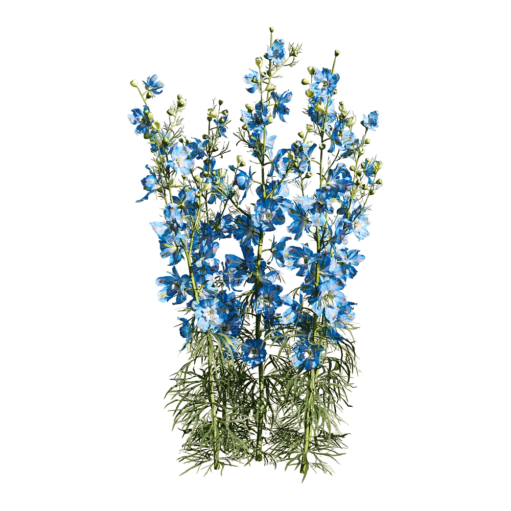 decoration – Consolida ajacis 4 3D Model decoration – Consolida ajacis 4 3D Model