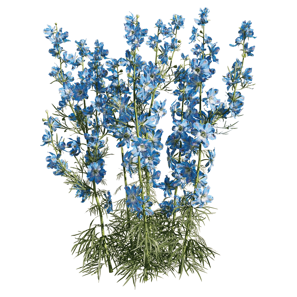 decoration – Consolida ajacis 5 3D Model decoration – Consolida ajacis 5 3D Model