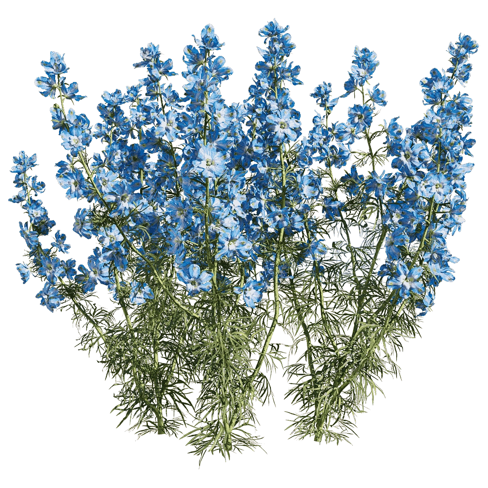 decoration – Consolida ajacis 6 3D Model decoration – Consolida ajacis 6 3D Model