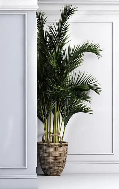 decoration – Corner palma 3D Model