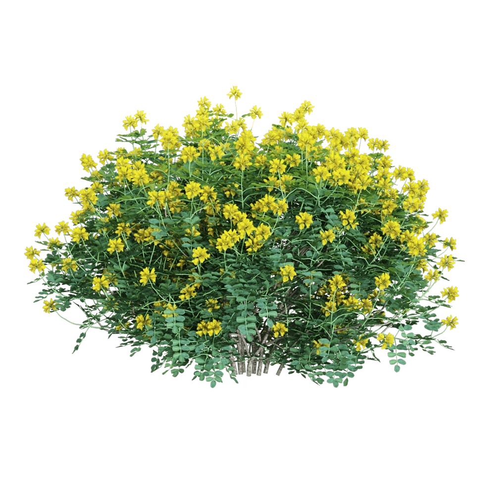 decoration – Coronilla glauca  1 3D Model
