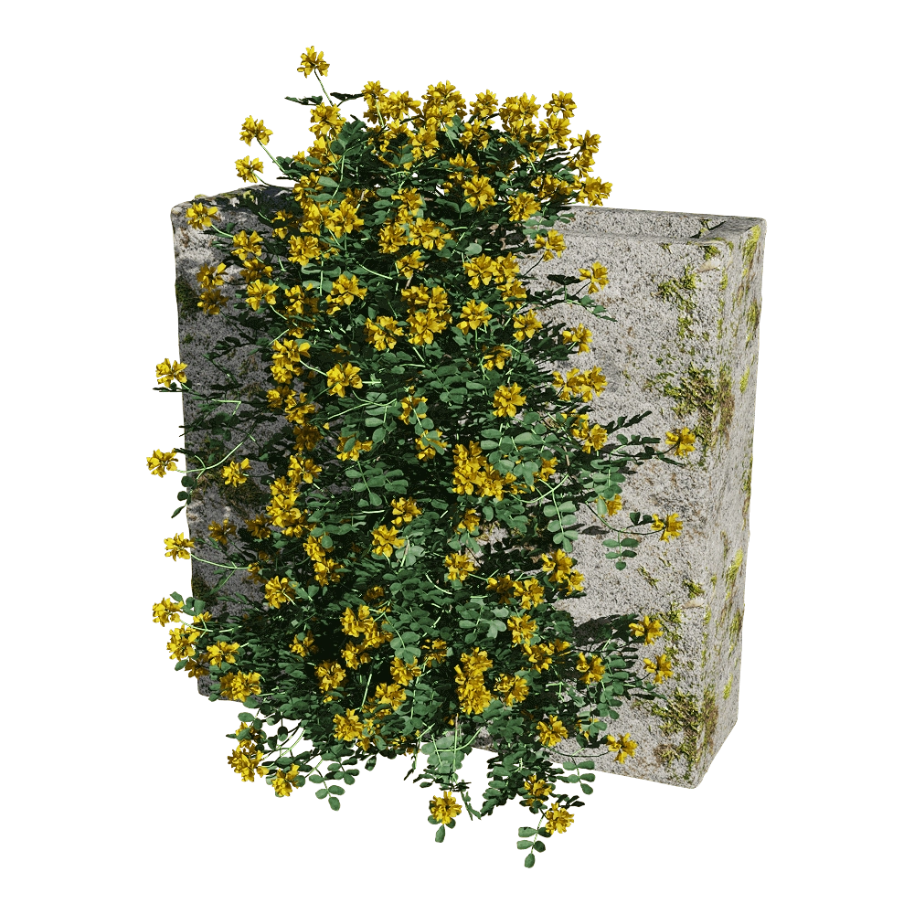 decoration – Coronilla glauca 2 3D Model