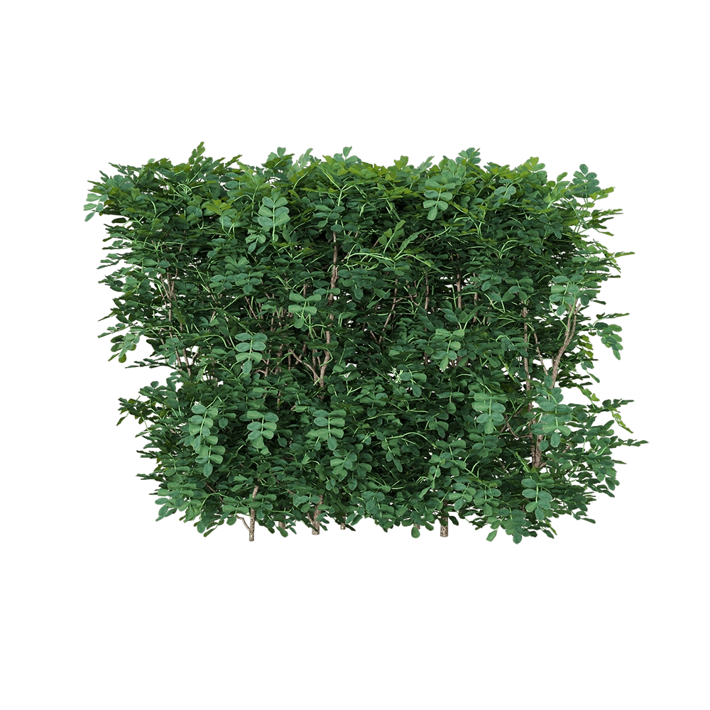 decoration – Coronilla glauca 3 3D Model