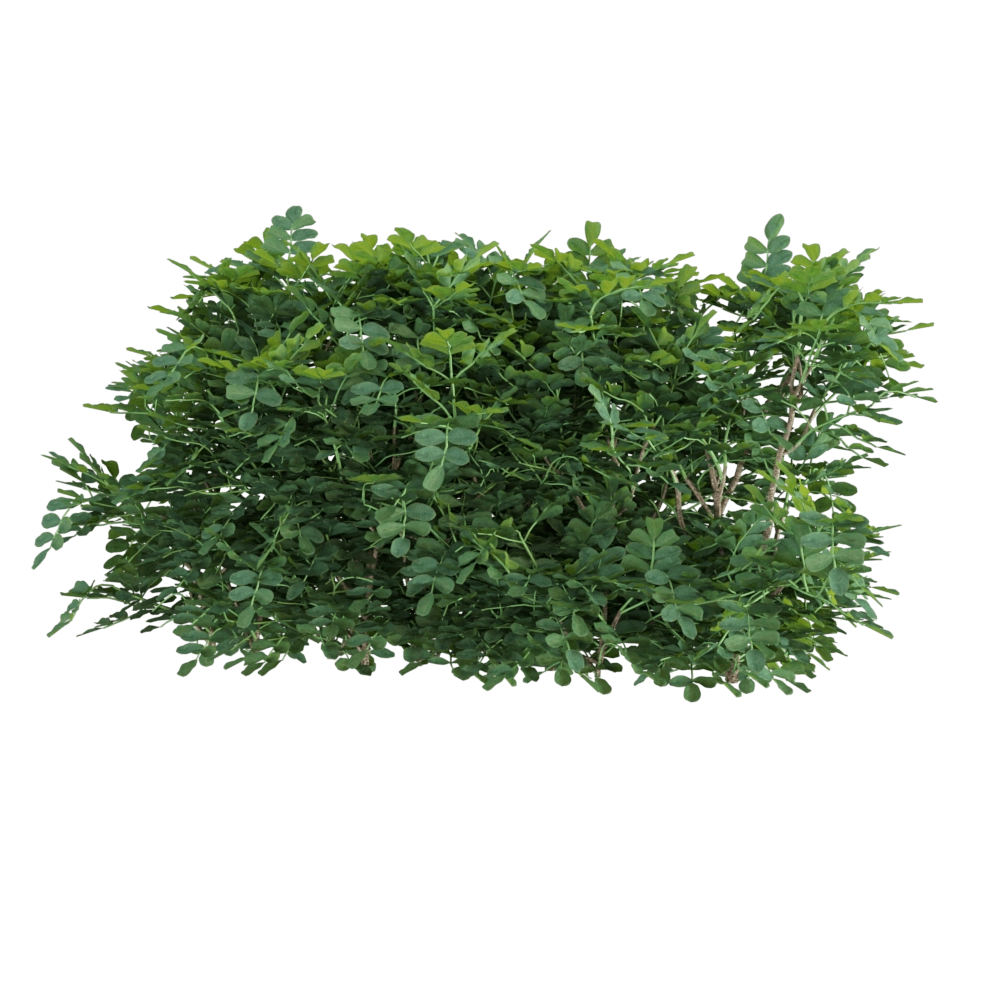 decoration – Coronilla glauca 4 3D Model
