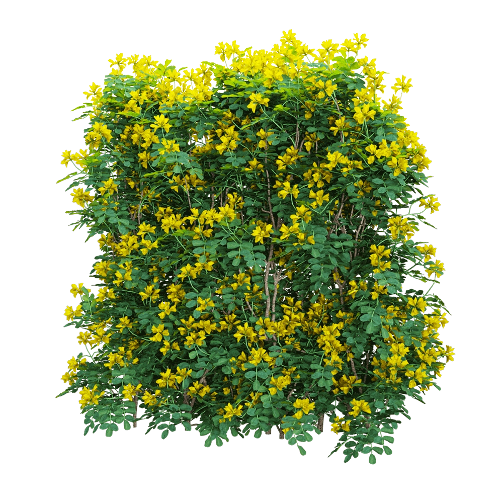 decoration – Coronilla glauca 5 3D Model