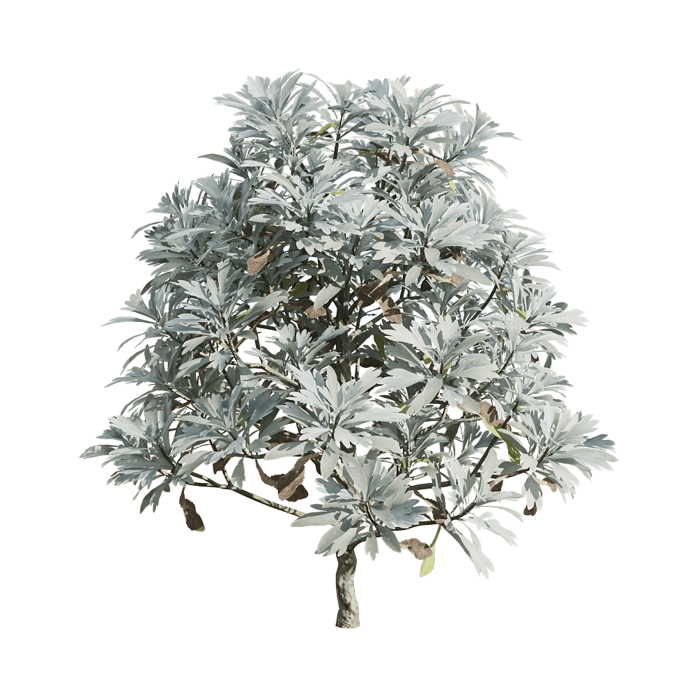 decoration – Crossostephium chinense 1 3D Model