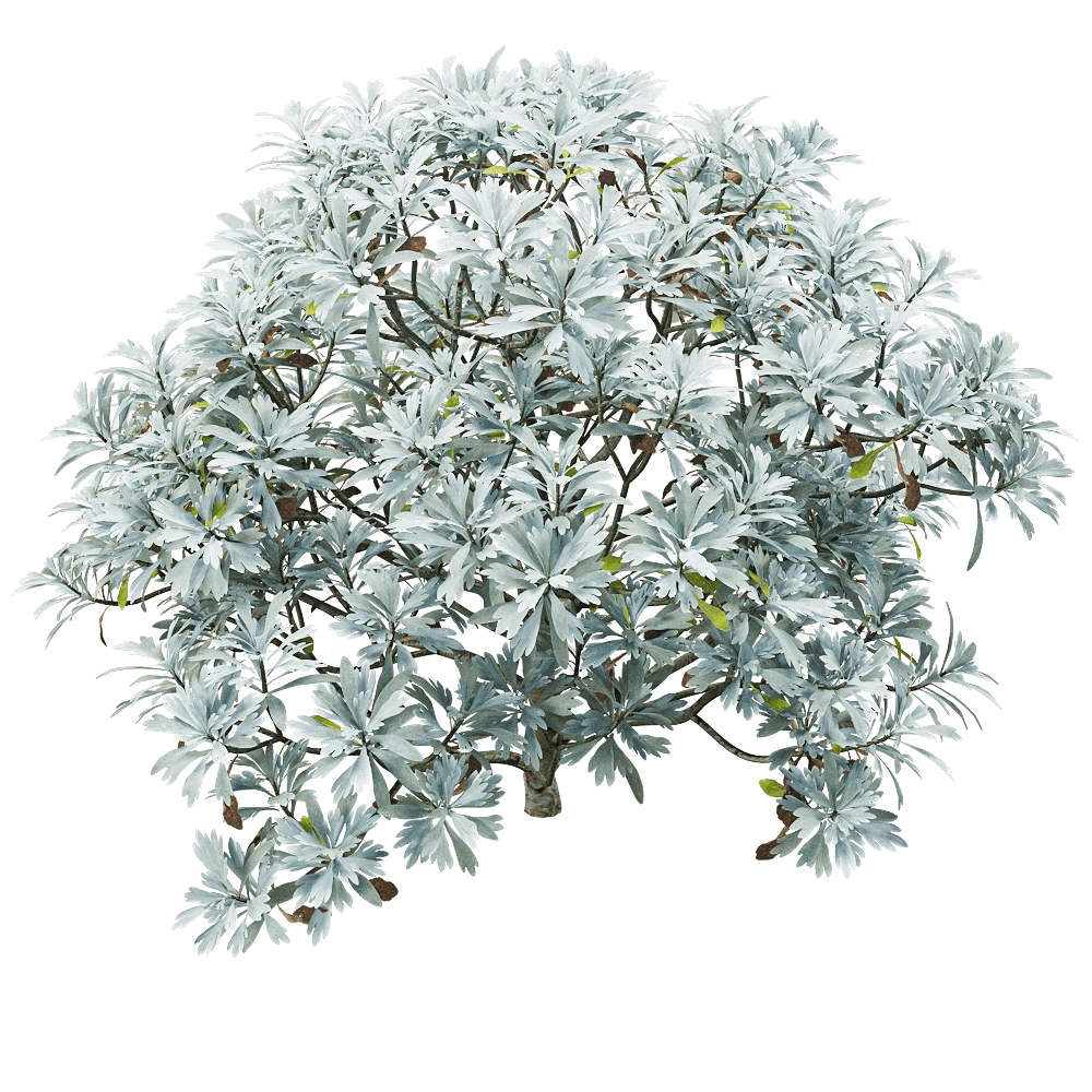 decoration – Crossostephium chinense 2 3D Model