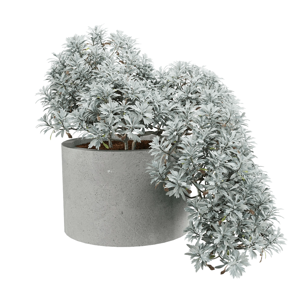 decoration – Crossostephium chinense 3 3D Model