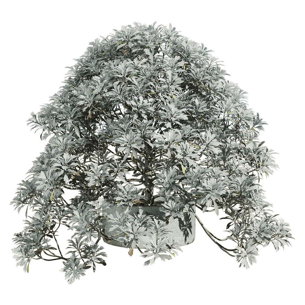 decoration – Crossostephium chinense 4 3D Model