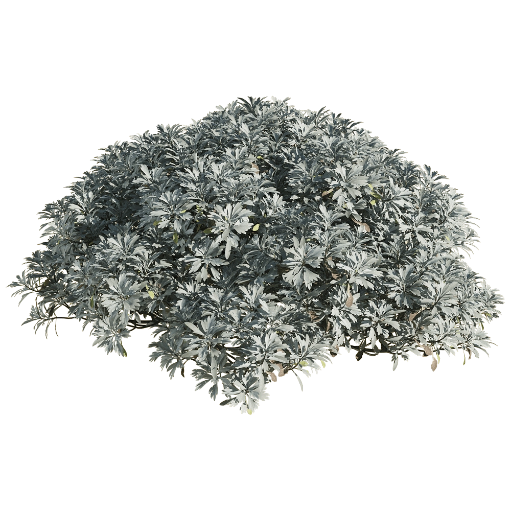 decoration – Crossostephium chinense 5 3D Model