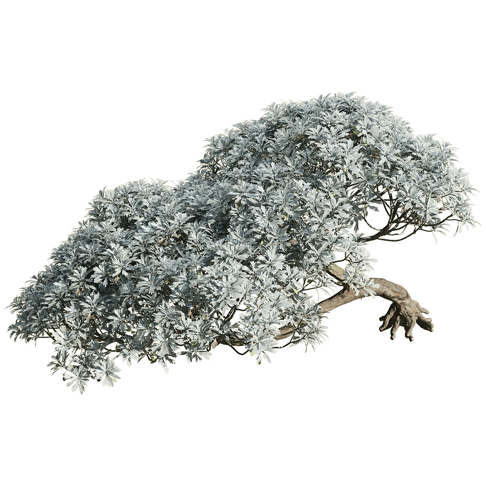 decoration – Crossostephium chinense 6 3D Model