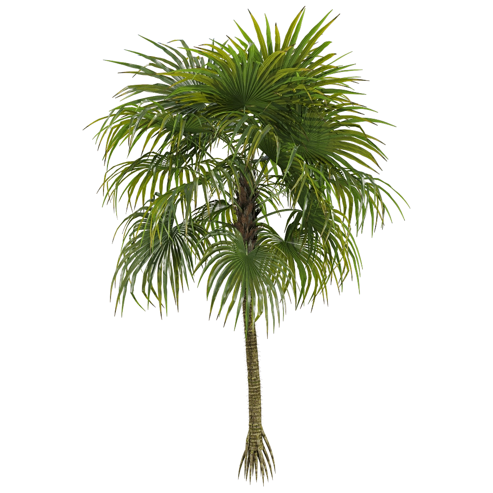 decoration – Cryosophila warscewiczii 1 3D Model decoration – Cryosophila warscewiczii 1 3D Model