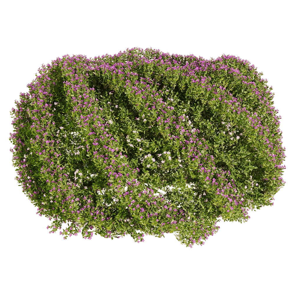 decoration – Cuphea hookeriana 5 3D Model decoration – Cuphea hookeriana 5 3D Model