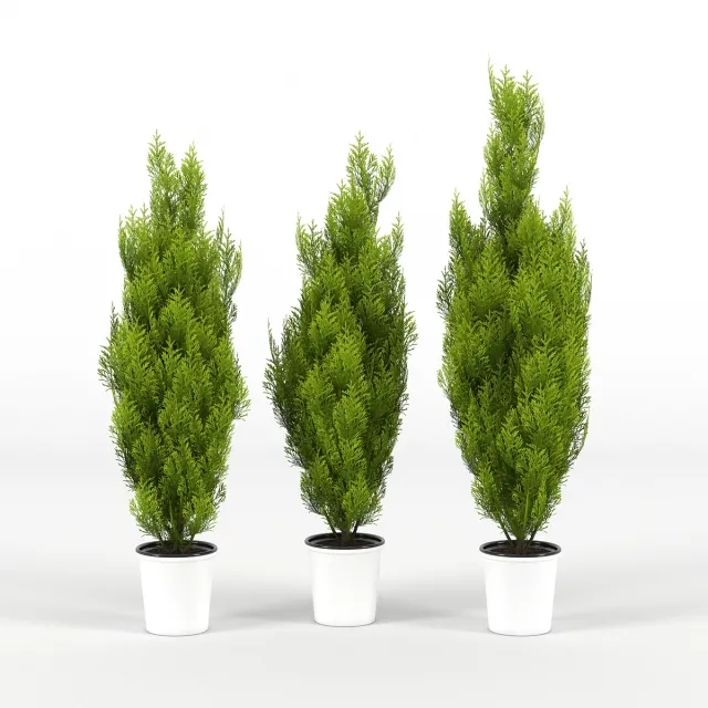 decoration – Cupressus wilma 3D Model
