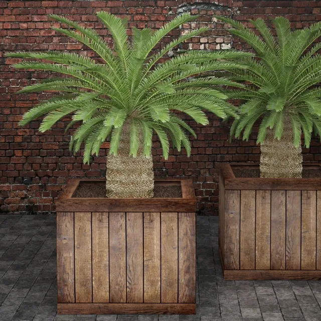 decoration – Cycas 3D Model