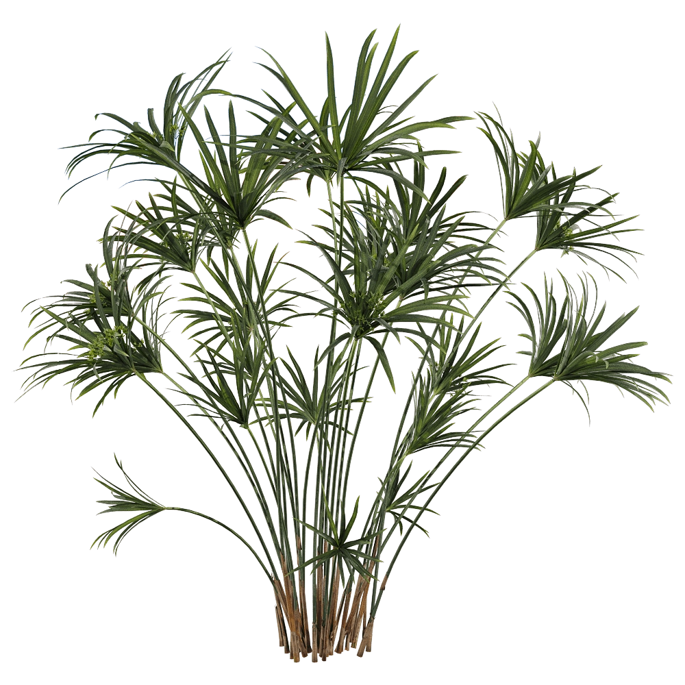 decoration – Cyperus alternifolius 1 3D Model