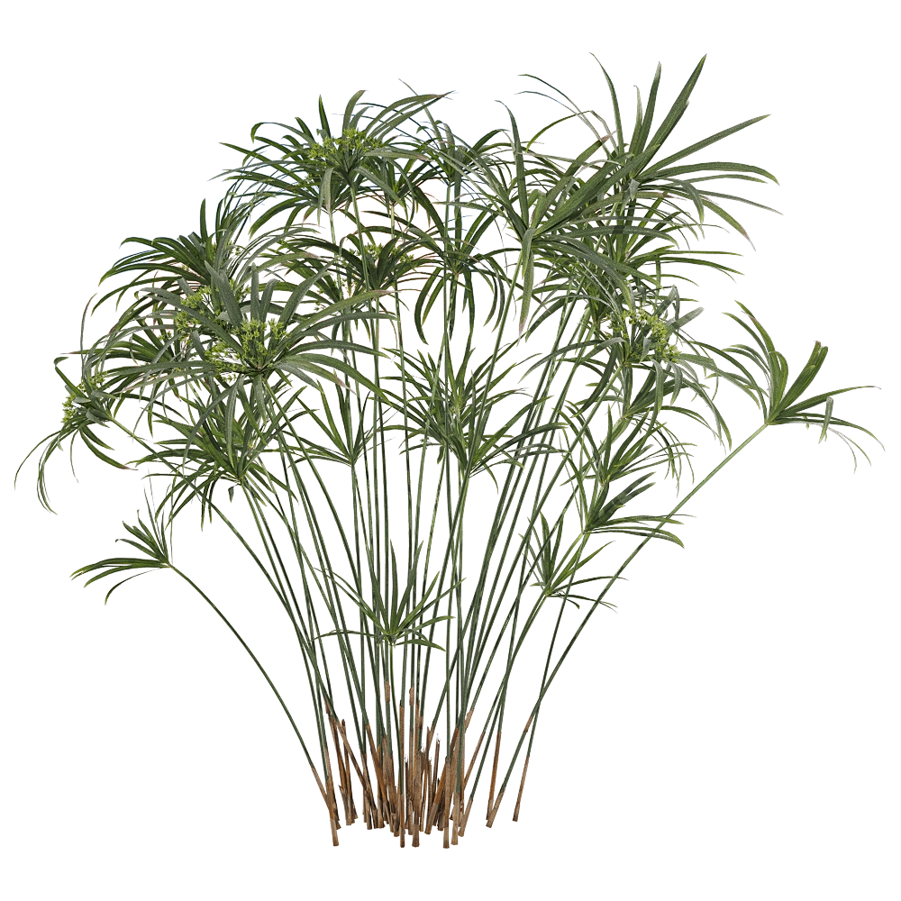 decoration – Cyperus alternifolius 2 3D Model