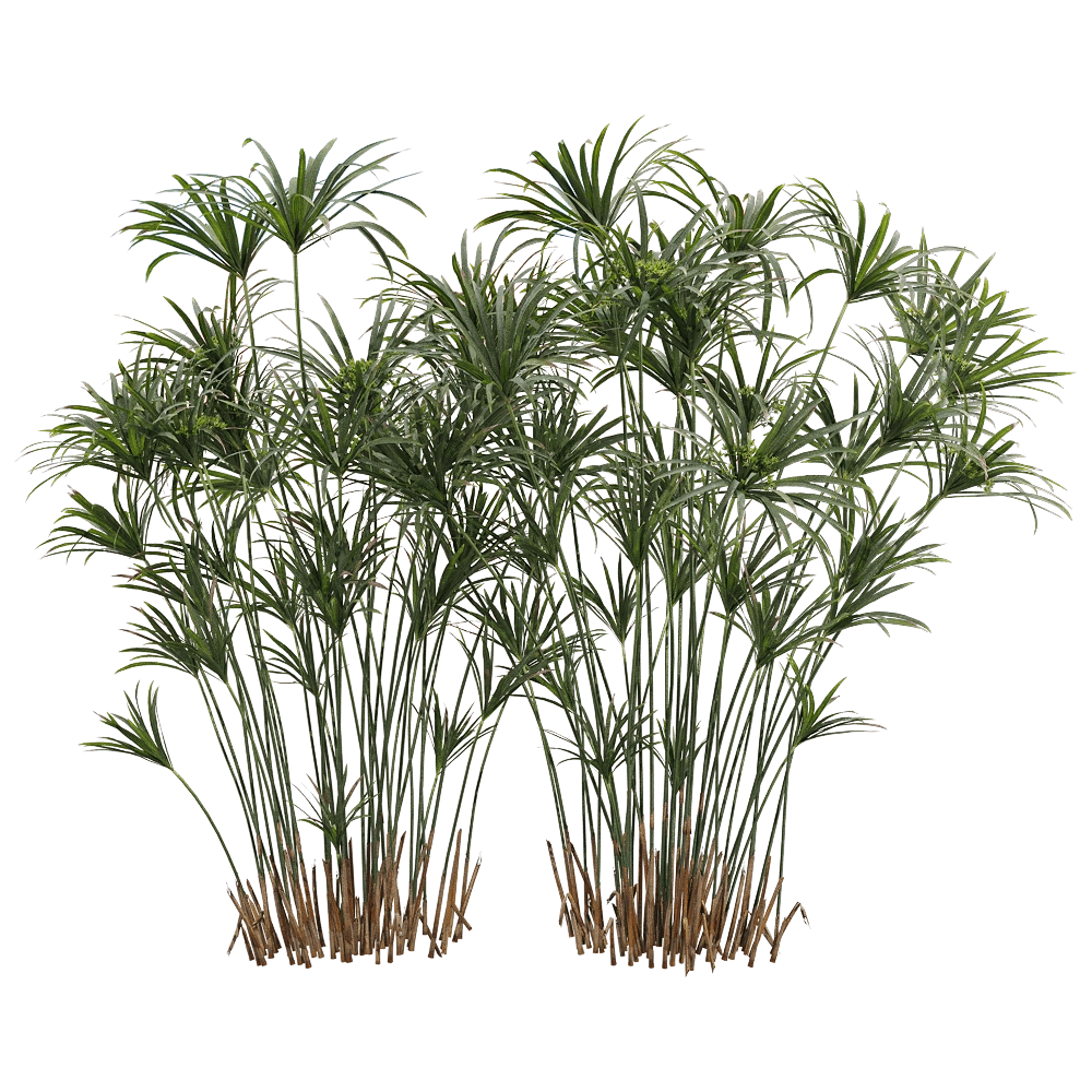 decoration – Cyperus alternifolius 3 3D Model