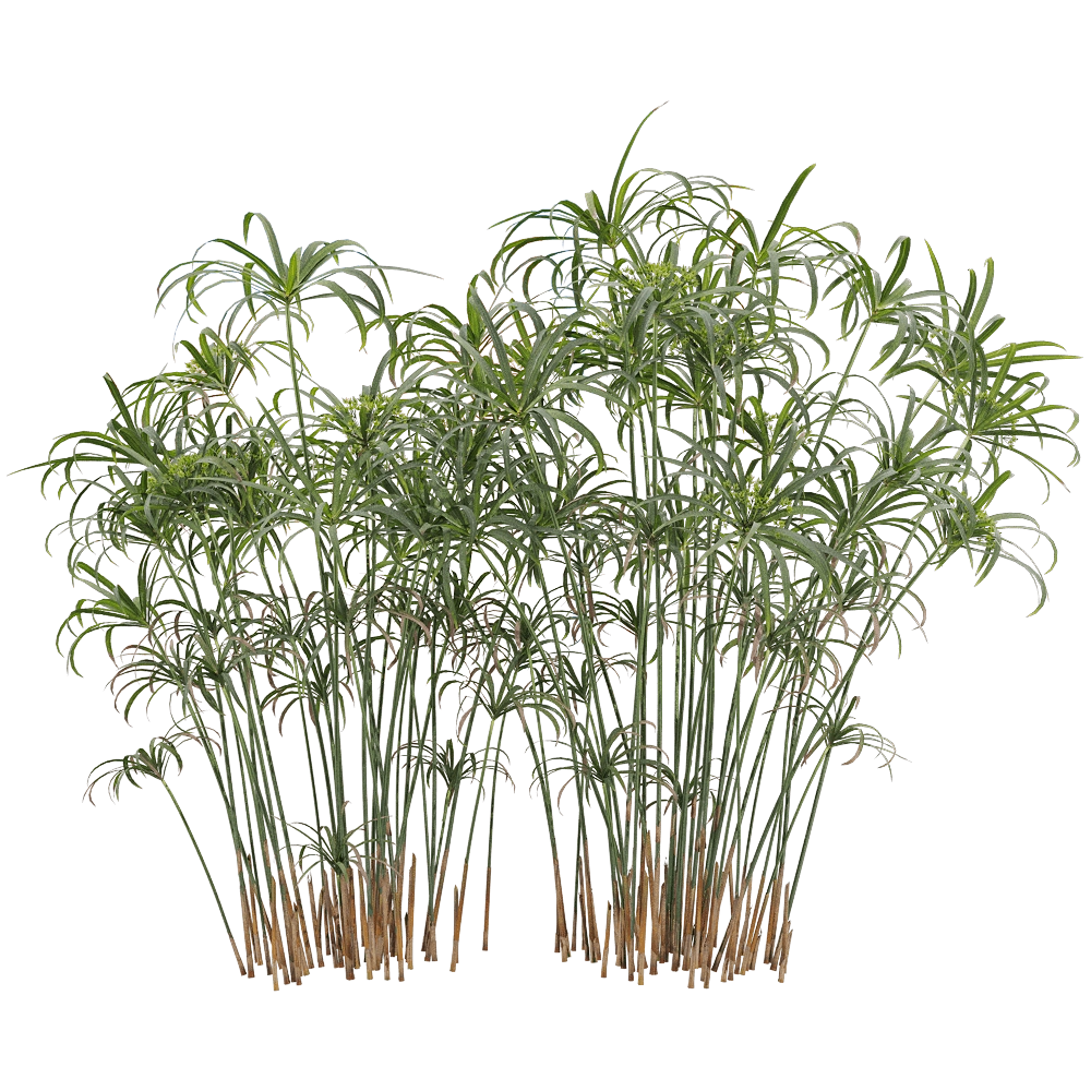 decoration – Cyperus alternifolius 4 3D Model