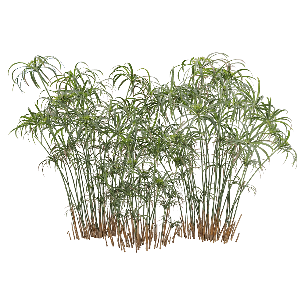decoration – Cyperus alternifolius 5 3D Model