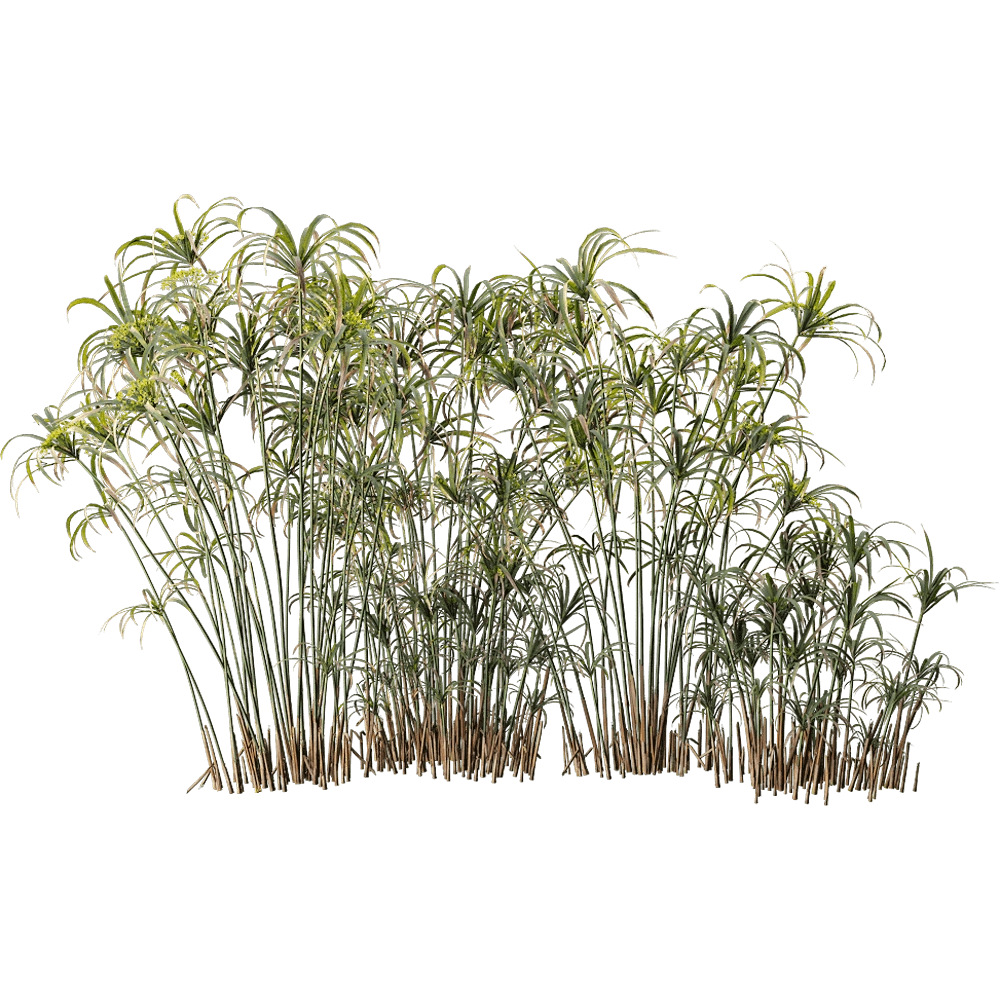 decoration – Cyperus Alternifolius 6 3D Model