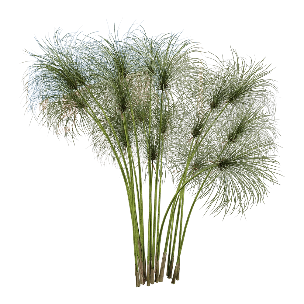 decoration – Cyperus papyrus 1 3D Model