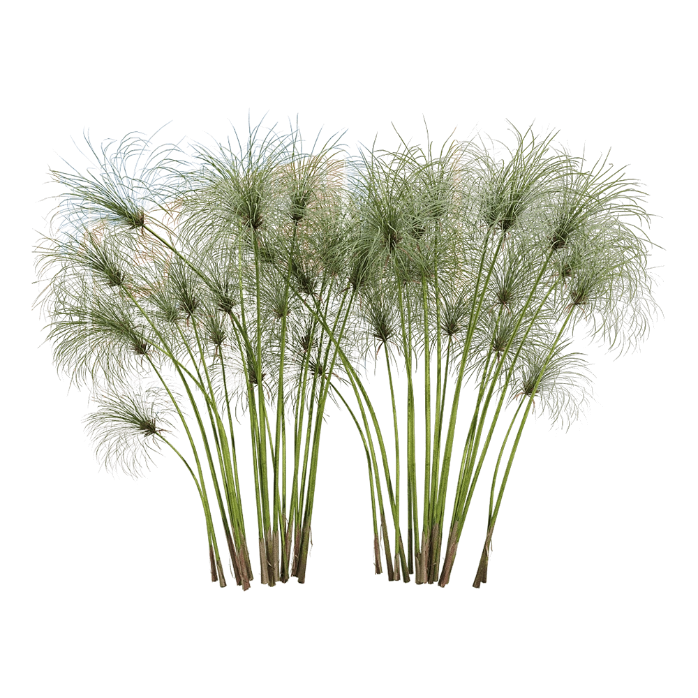 decoration – Cyperus papyrus 2 3D Model