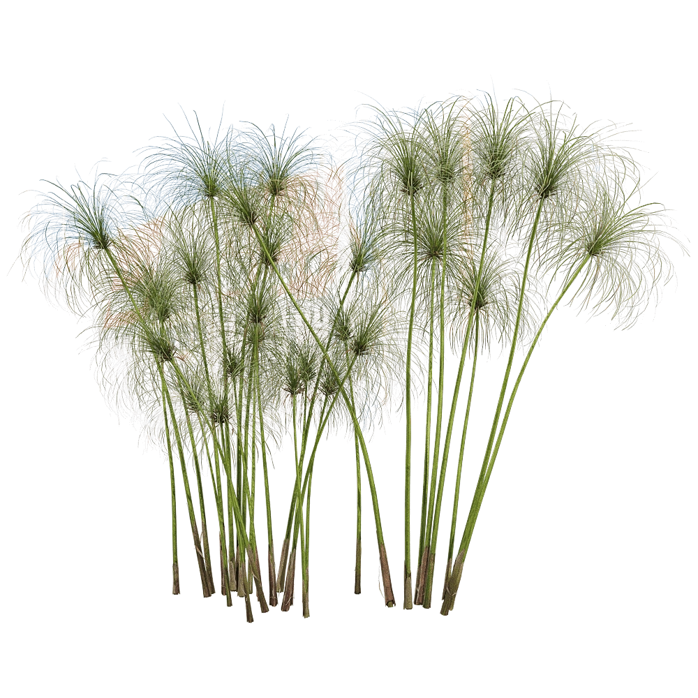 decoration – Cyperus papyrus 3 3D Model
