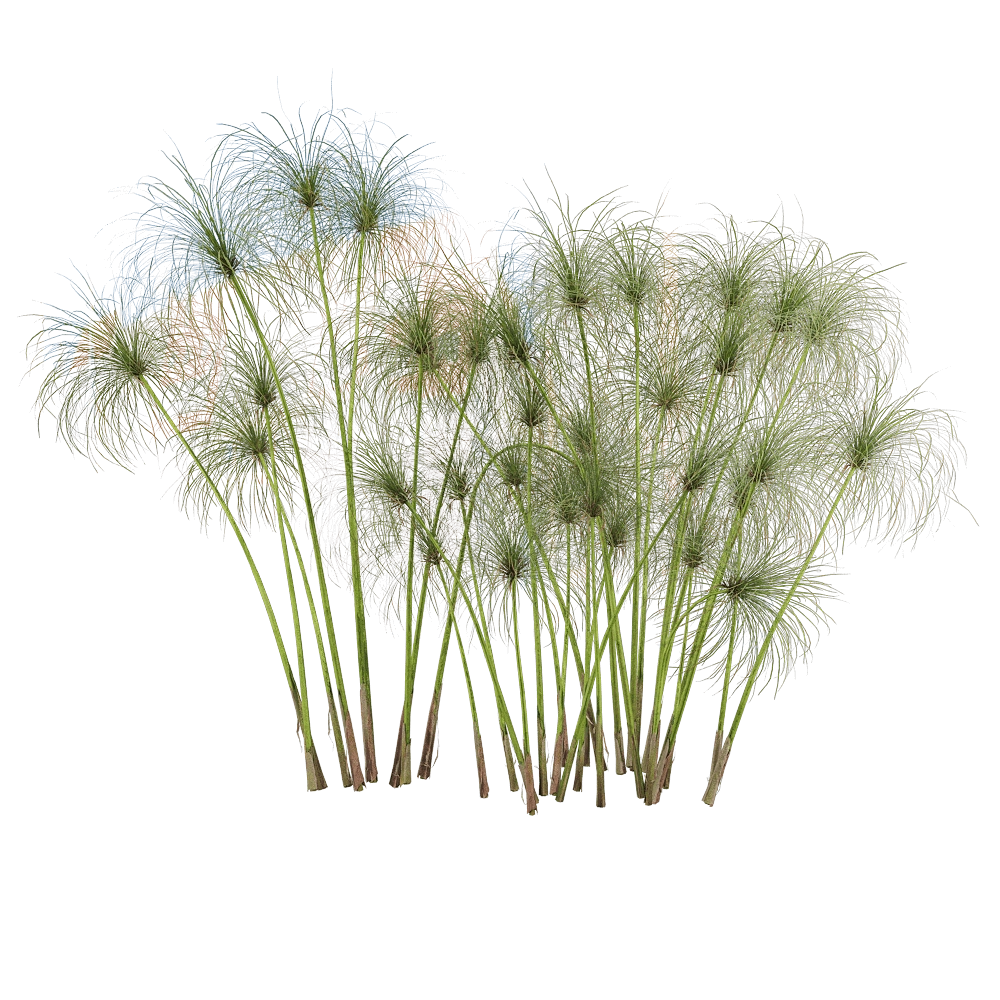 decoration – Cyperus papyrus 4 3D Model