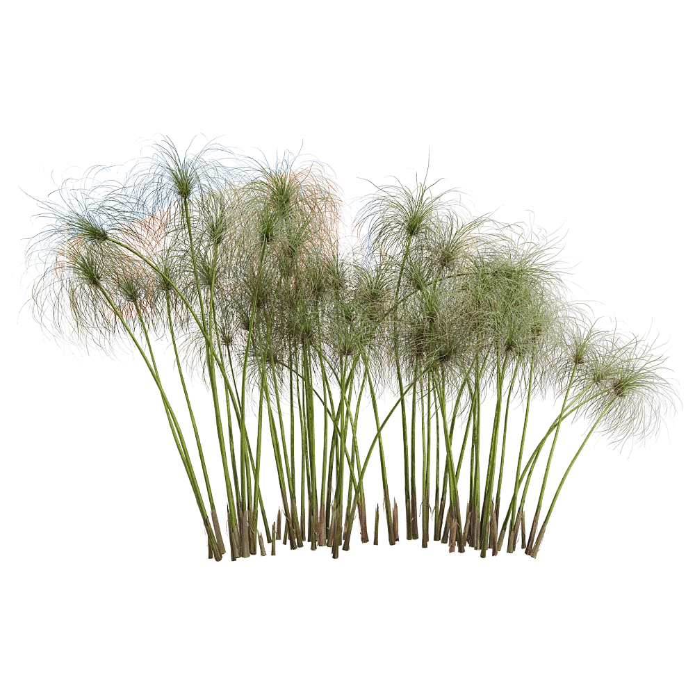 decoration – Cyperus papyrus 5 3D Model