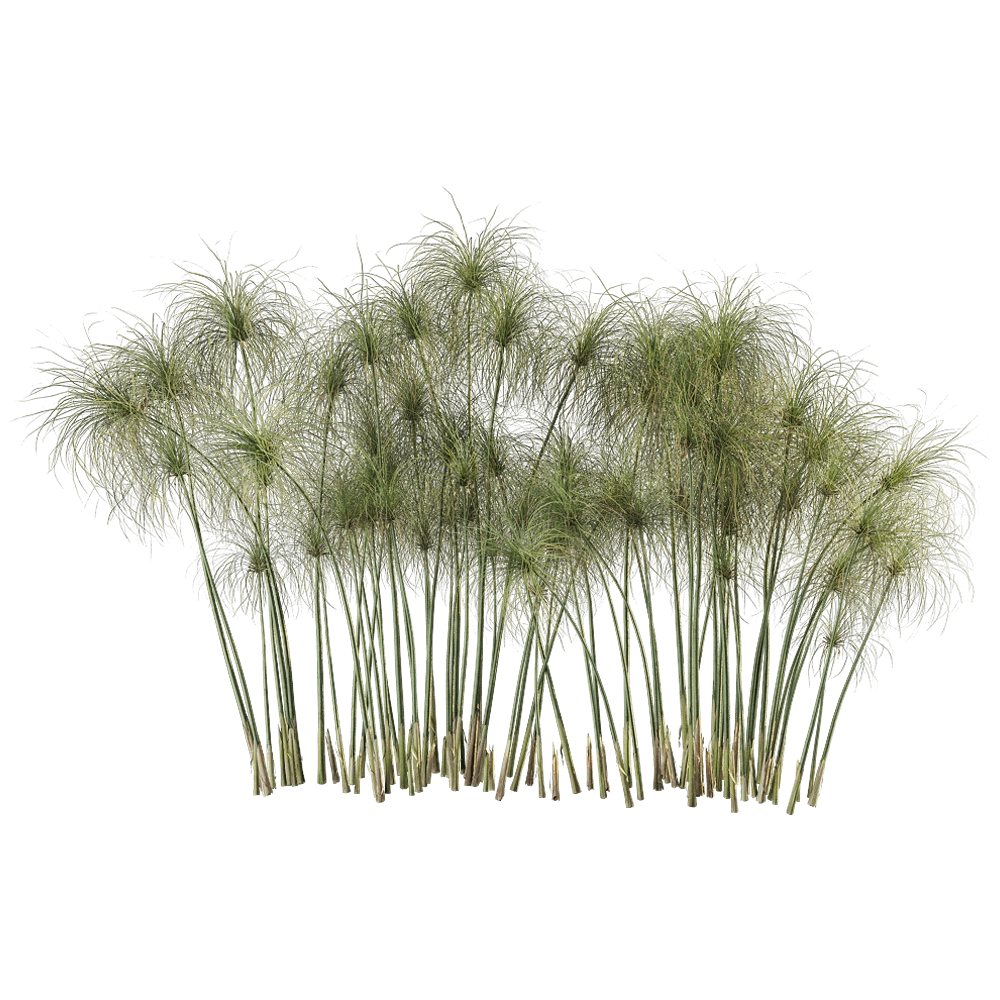 decoration – Cyperus Papyrus 6 3D Model