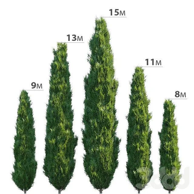 decoration – Cypress 3D Model