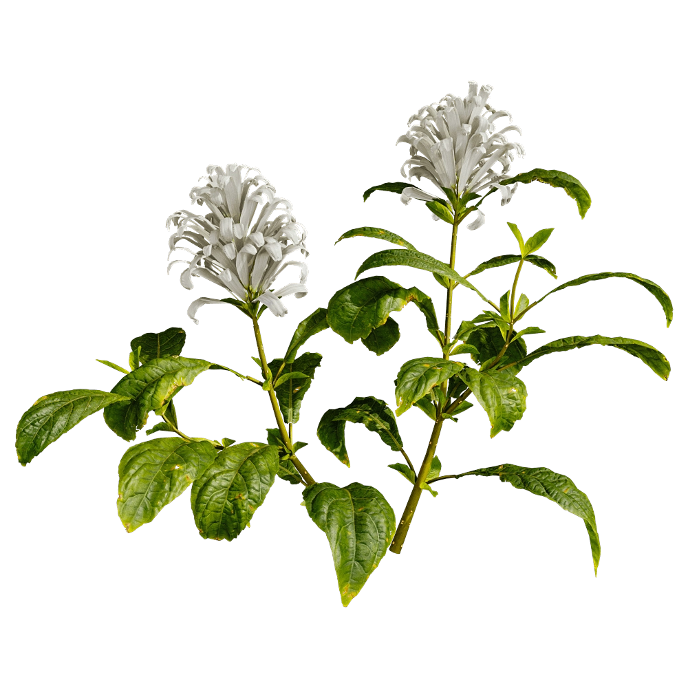 decoration – Cyrtanthera Carnea 01 01 3D Model