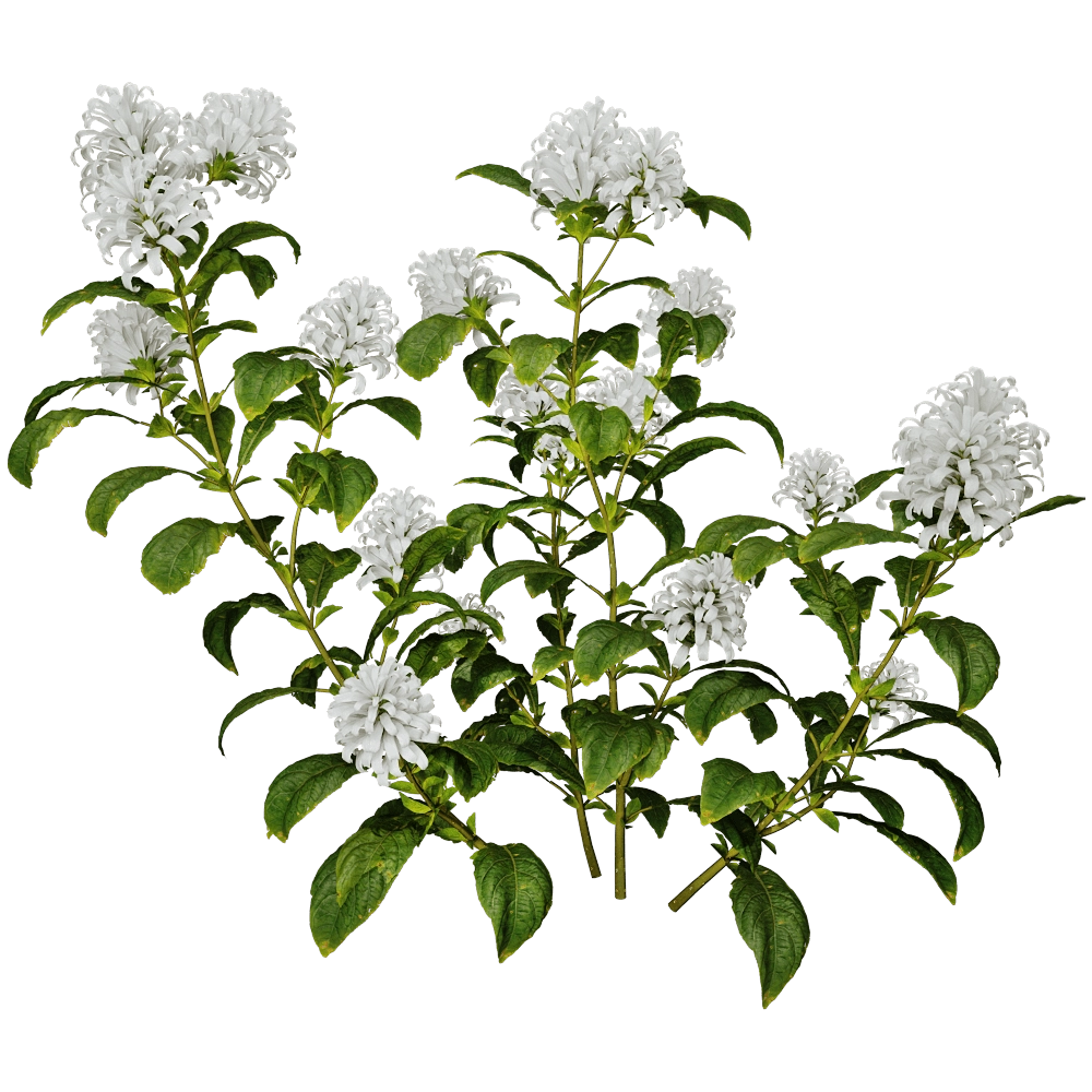 decoration – Cyrtanthera Carnea 01 02 3D Model