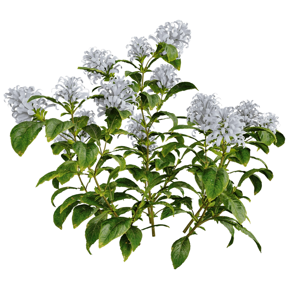 decoration – Cyrtanthera Carnea 01 03 3D Model