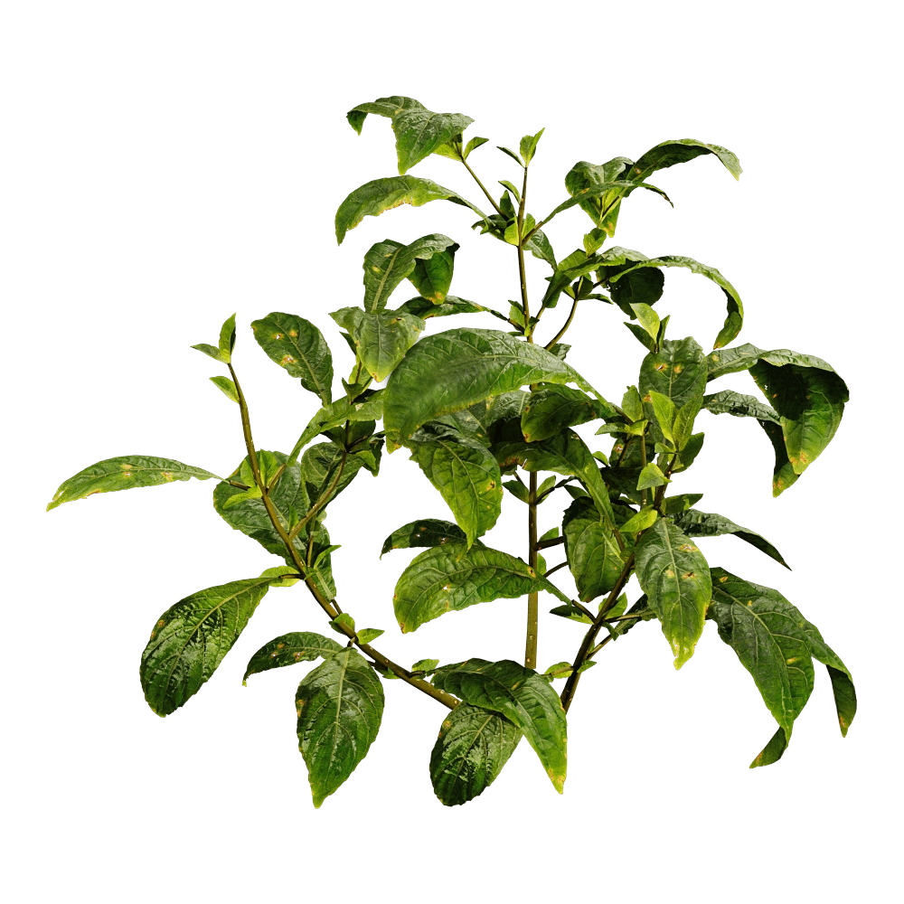 decoration – Cyrtanthera Carnea 01 04 3D Model