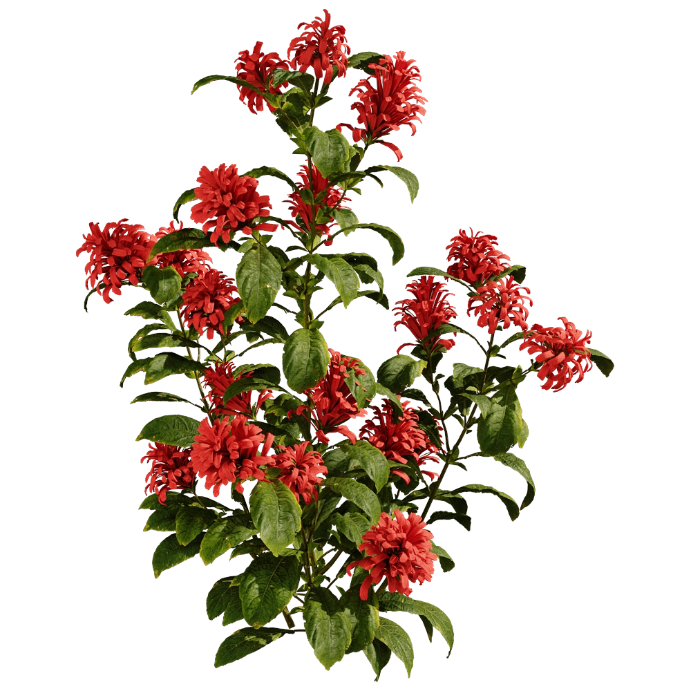 decoration – Cyrtanthera Carnea 01 05 3D Model