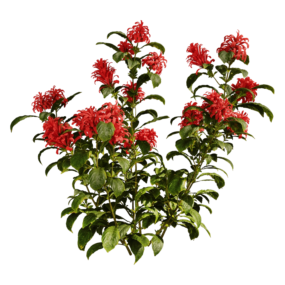 decoration – Cyrtanthera Carnea 01 06 3D Model