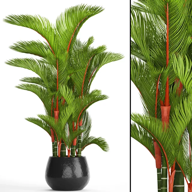 decoration – Cyrtostachys renda 3D Model