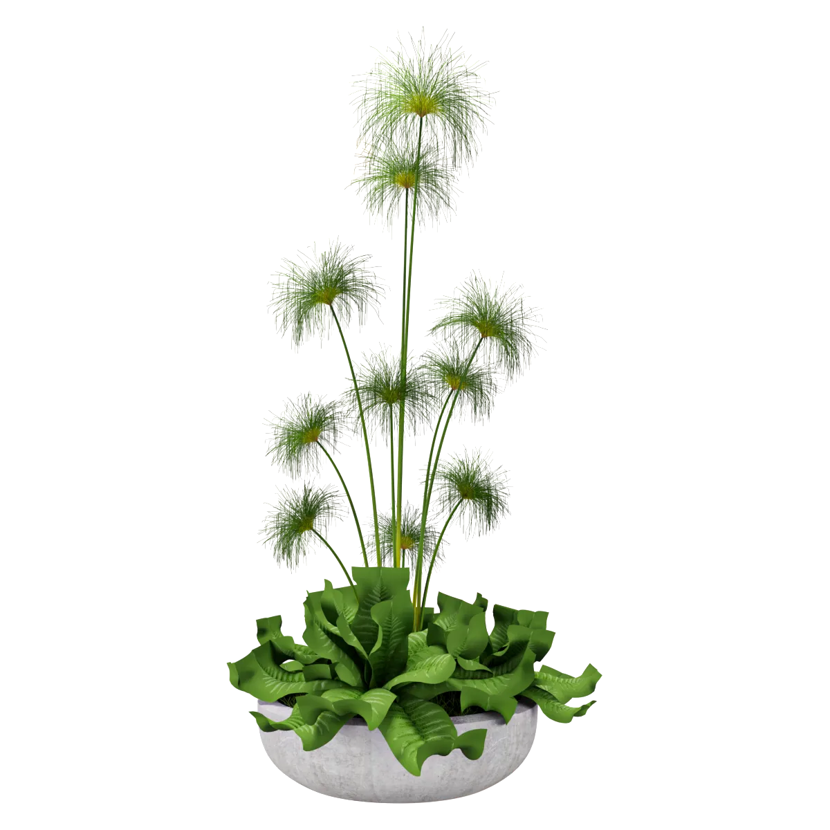 decoration – Decorative plant 02 3D Model