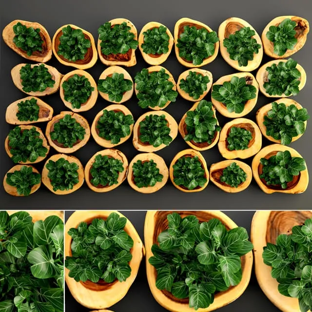 decoration – Decorative Plants 002 3D Model decoration – Decorative Plants 002 3D Model