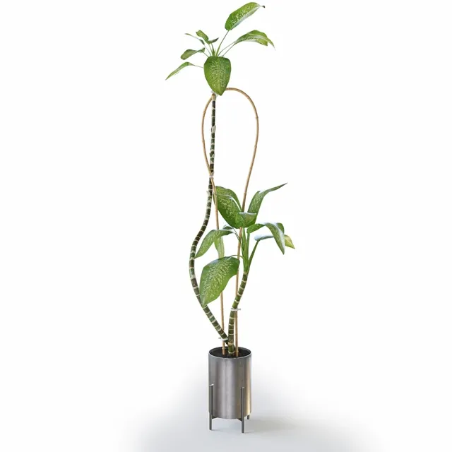 decoration – Dieffenbachia Green 3D Model