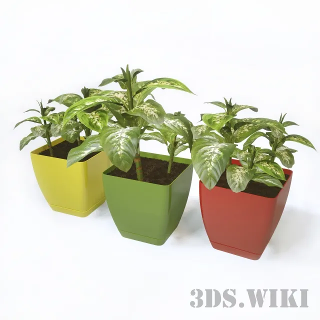 decoration – Dieffenbachia plants 3D Model