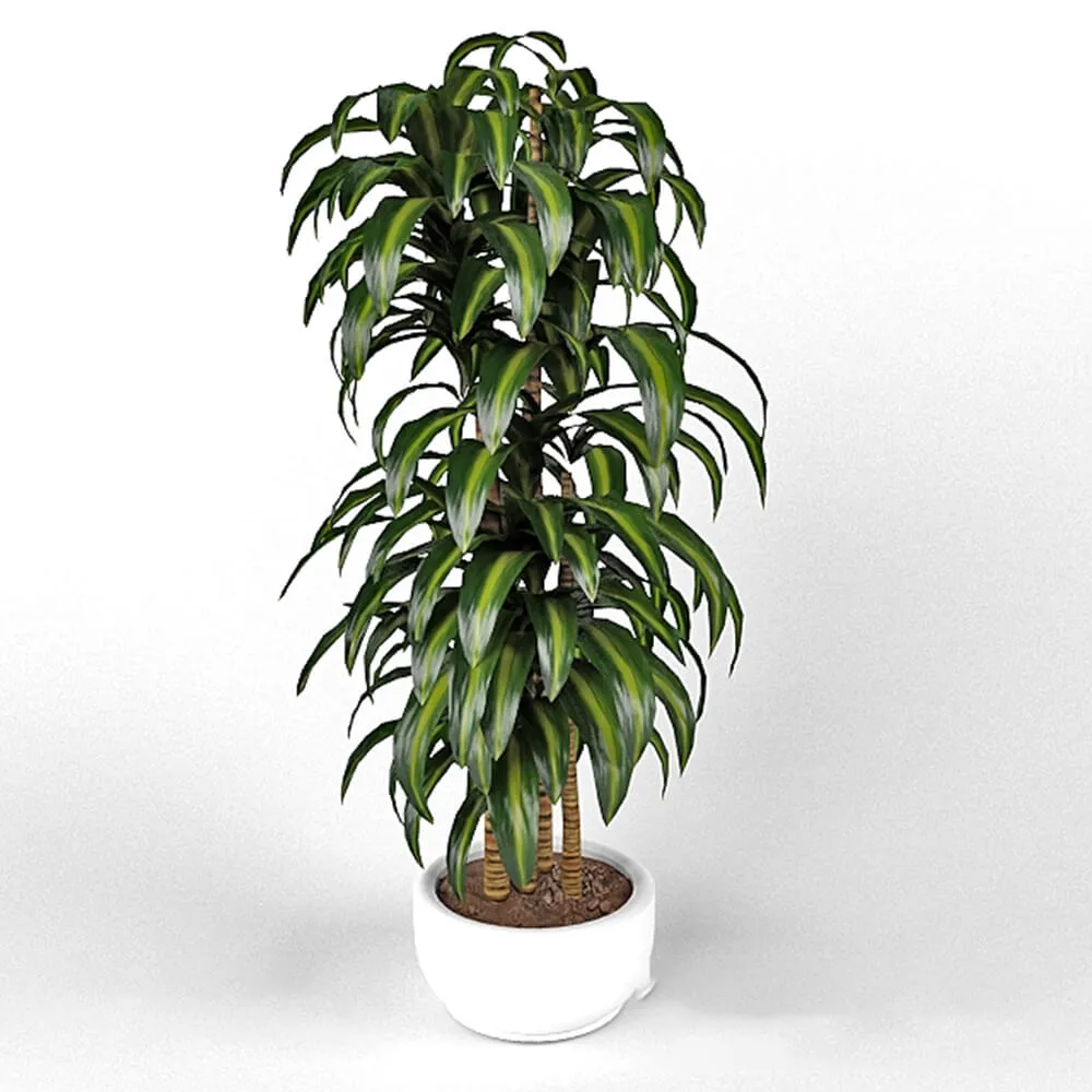 decoration – Dracaena Hawaiian Sunshine 3D Model