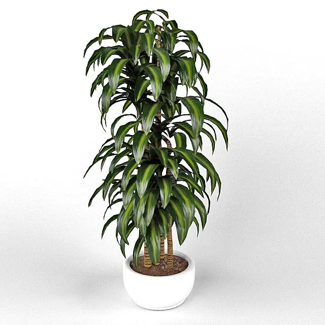 decoration – Dracaena Hawaiian Sunshine 3D Model