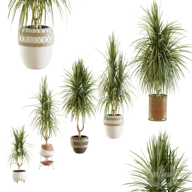 decoration – Dracena_02 3D Model decoration – Dracena_02 3D Model