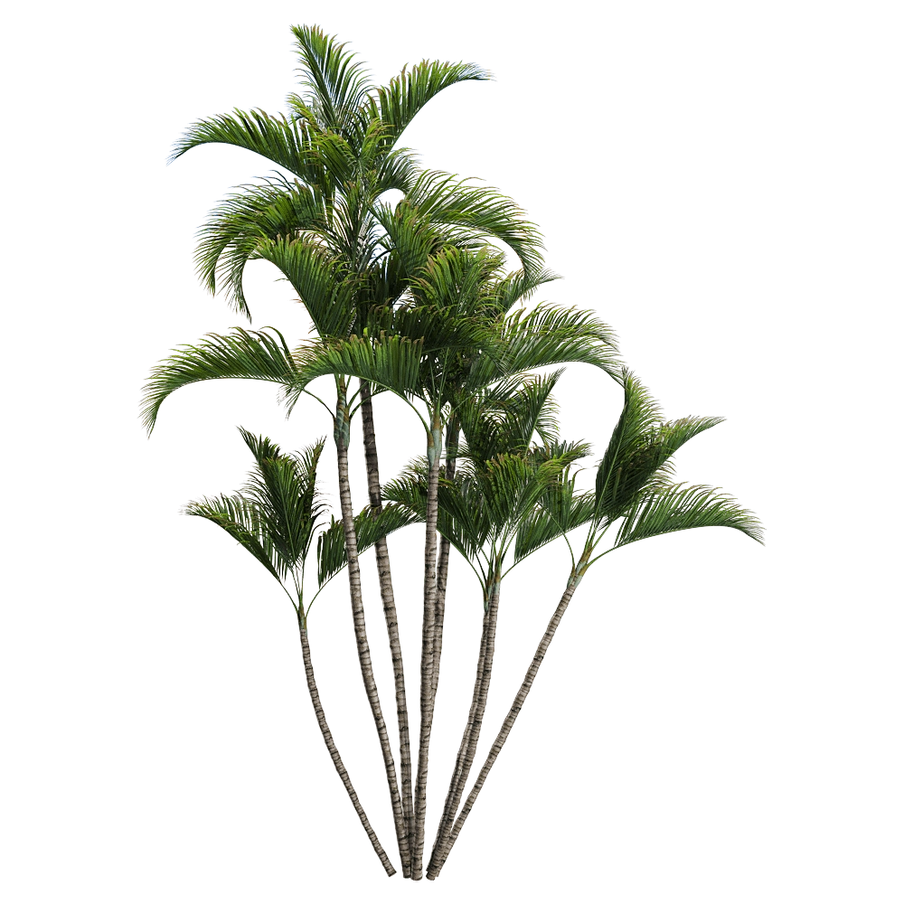 decoration – Dypsis lutescens 1 3D Model decoration – Dypsis lutescens 1 3D Model