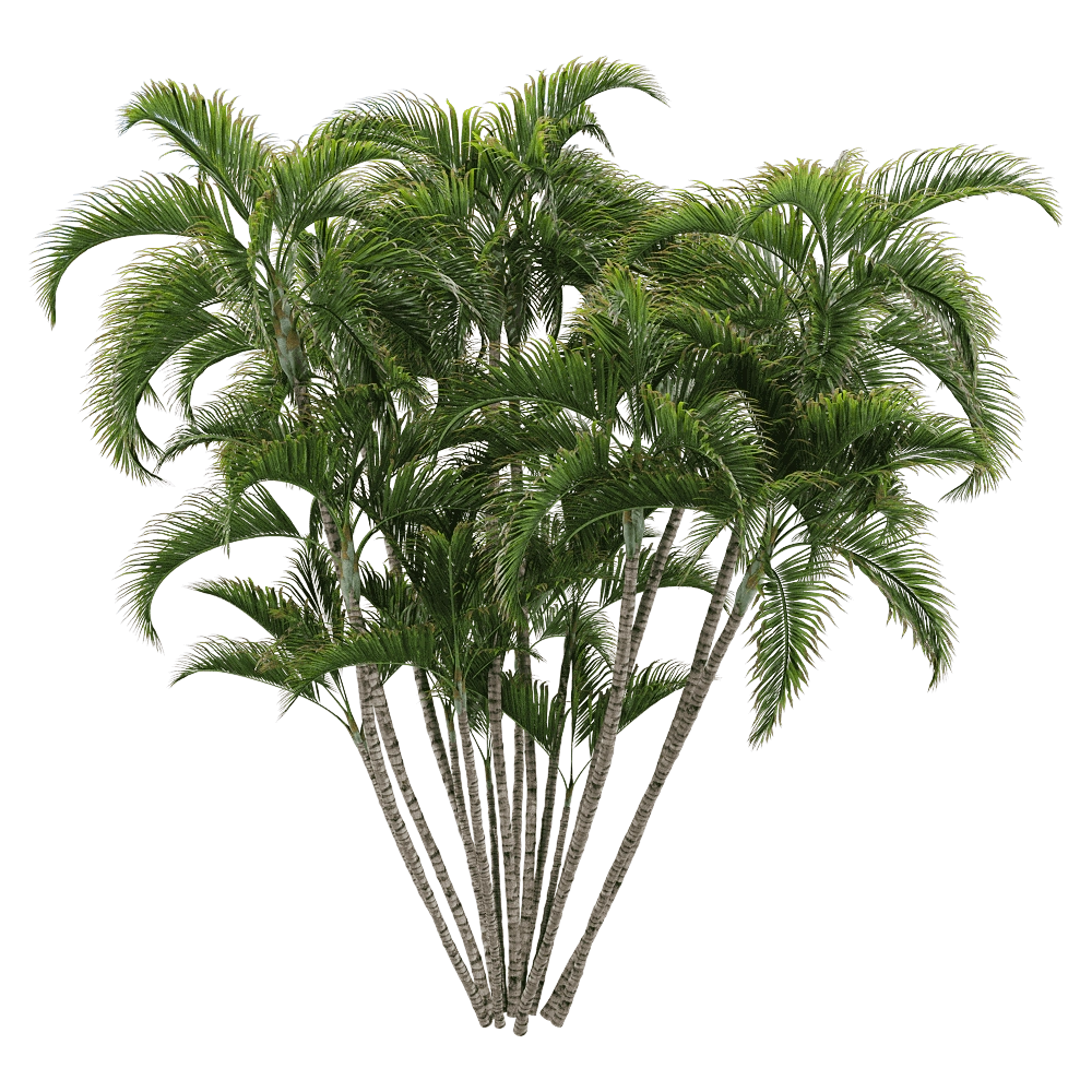 decoration – Dypsis lutescens 2 3D Model
