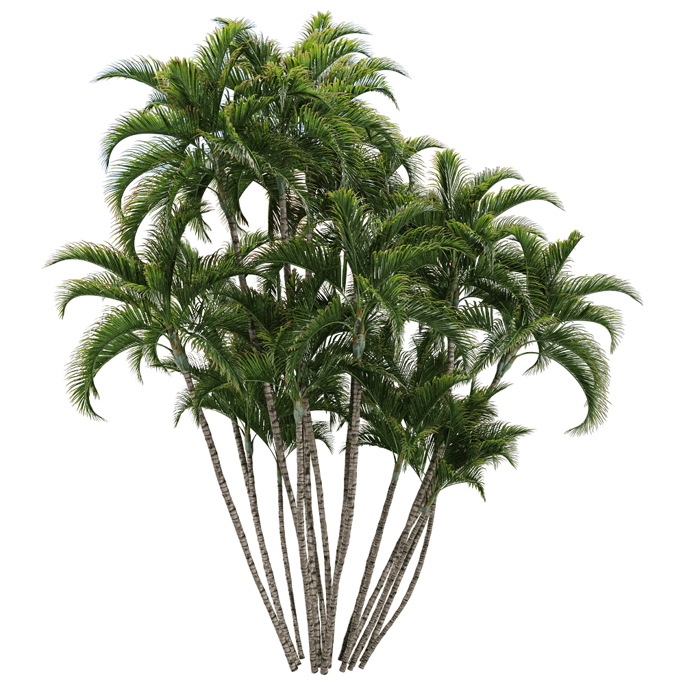 decoration – Dypsis lutescens 3 3D Model